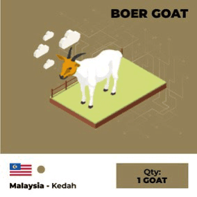 boer