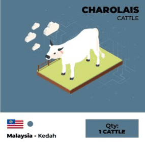 charolais