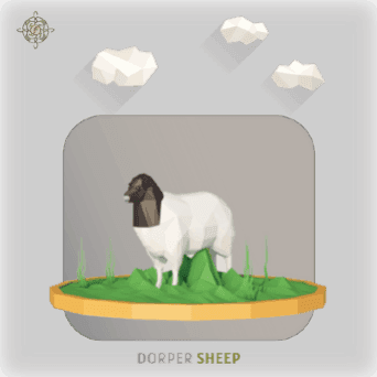 dorper